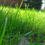Jak wybrać najlepszą sztuczną trawę do ogrodu - praktyczne porady