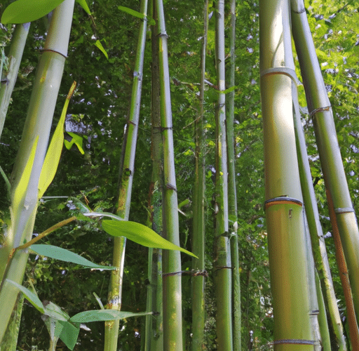 Najlepsze żaluzje bambusowe w Krakowie – gdzie szukać?