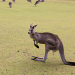 Kangury - mistrzowie skoków na twardej ziemi Australii