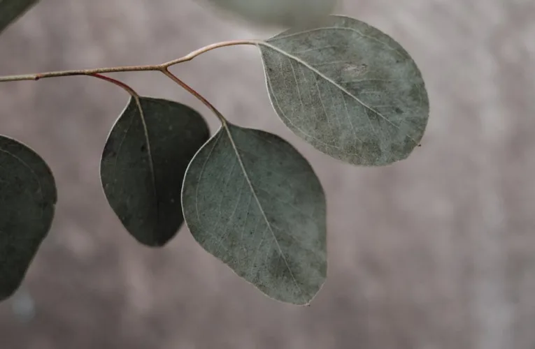 Dlaczego liście eukaliptusa skierowane są krawędziami w kierunku słońca? Poznaj tajemnicę tej niesamowitej adaptacji