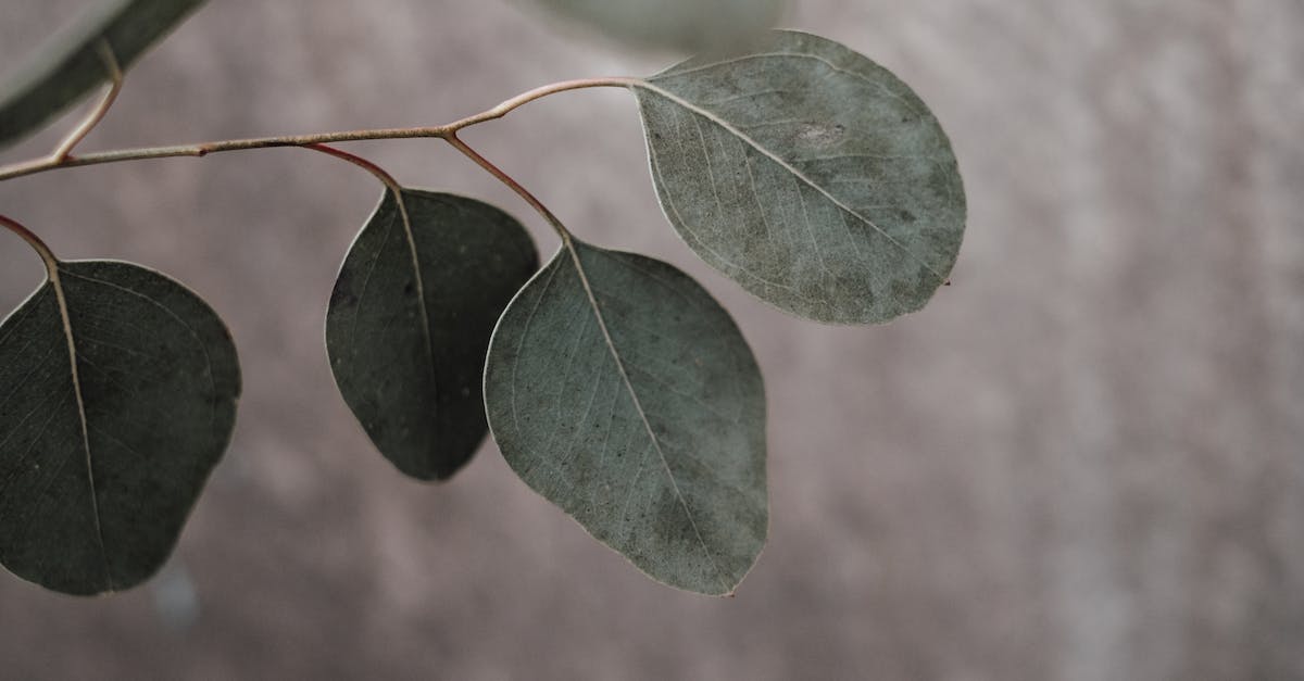 Dlaczego liście eukaliptusa skierowane są krawędziami w kierunku słońca? Poznaj tajemnicę tej niesamowitej adaptacji